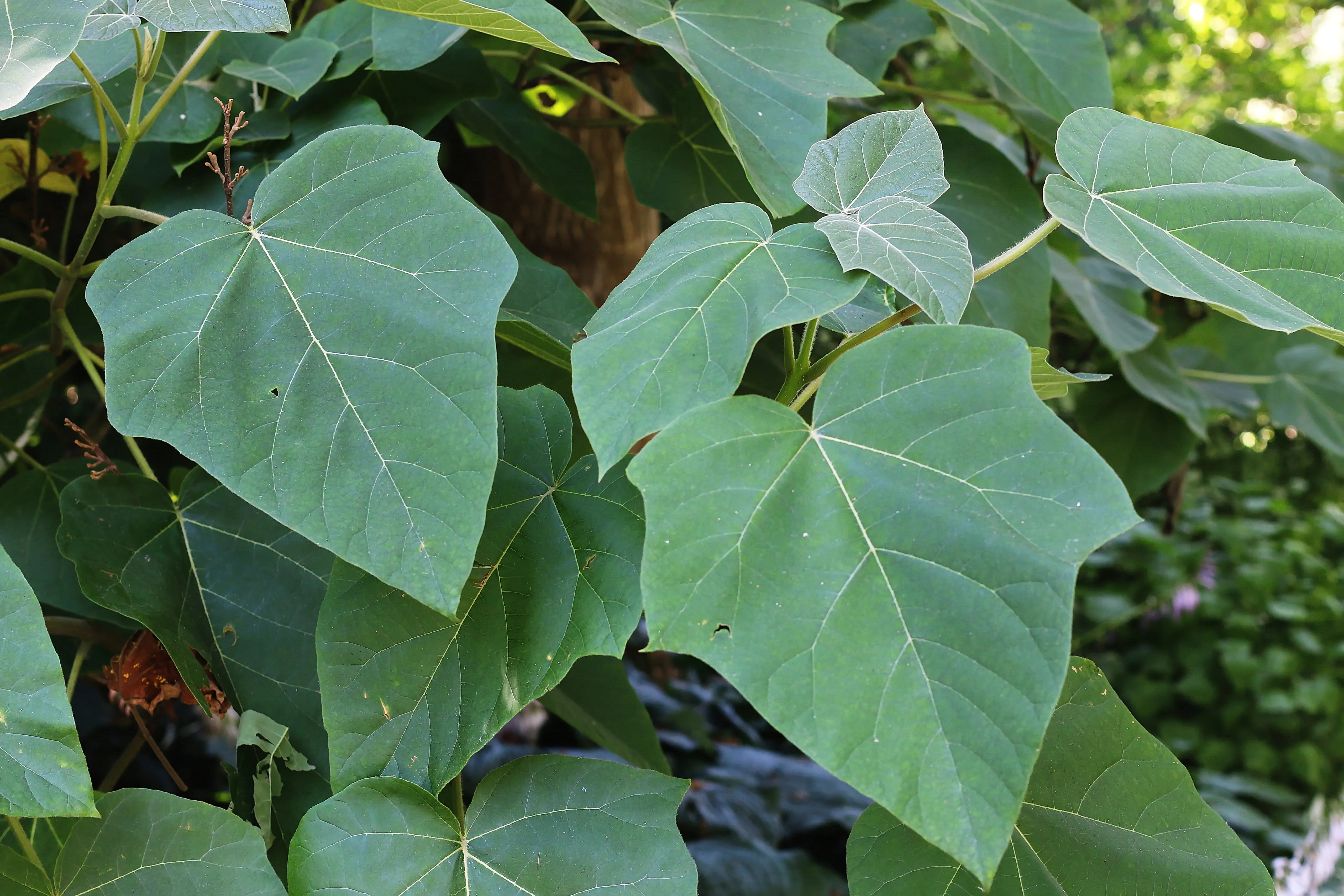 Royal Paulownia Empress Tree Paulownia tomentosa 1000 Seeds  USA Company