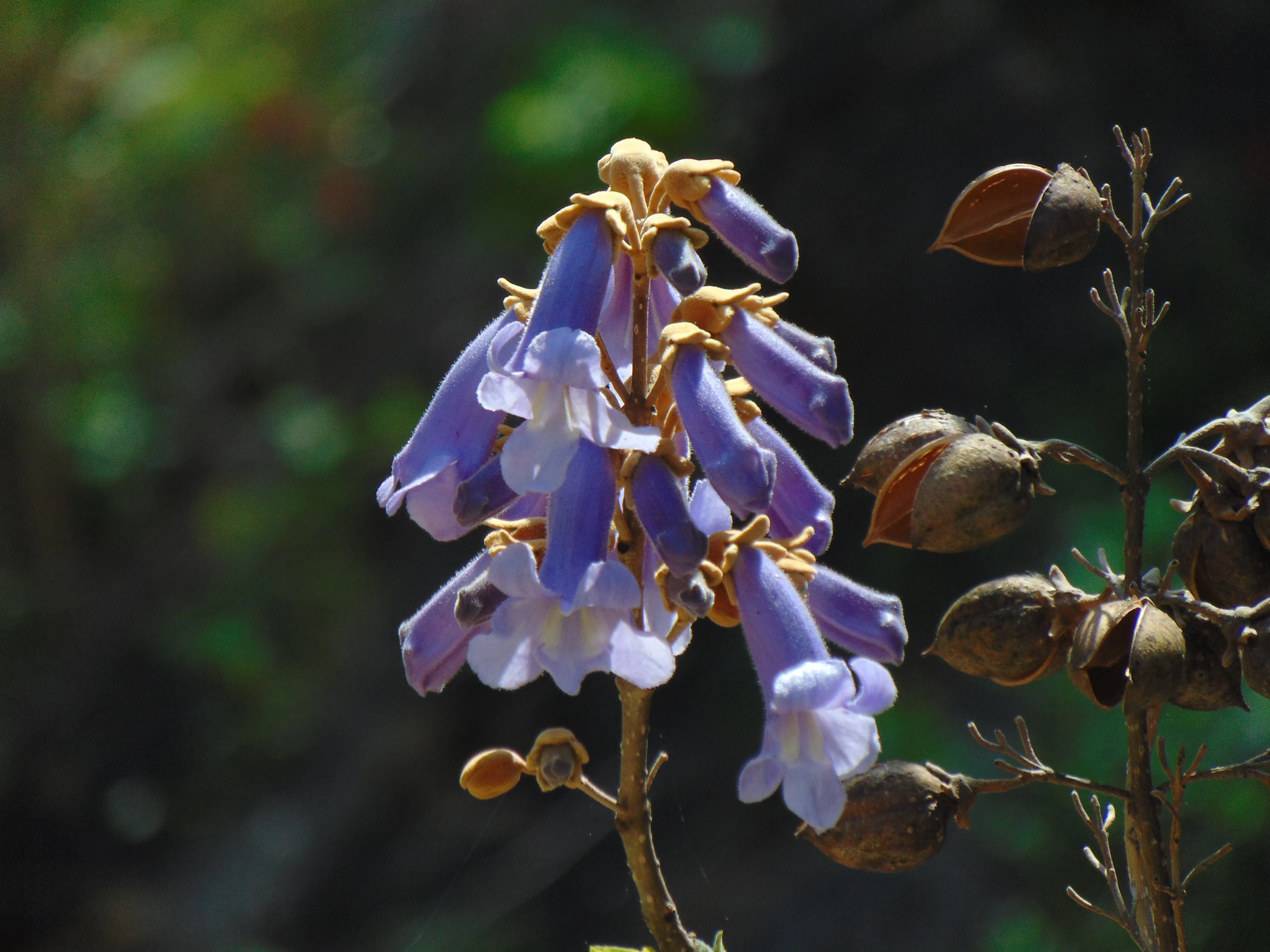 Royal Paulownia Empress Tree Paulownia tomentosa 1000 Seeds  USA Company