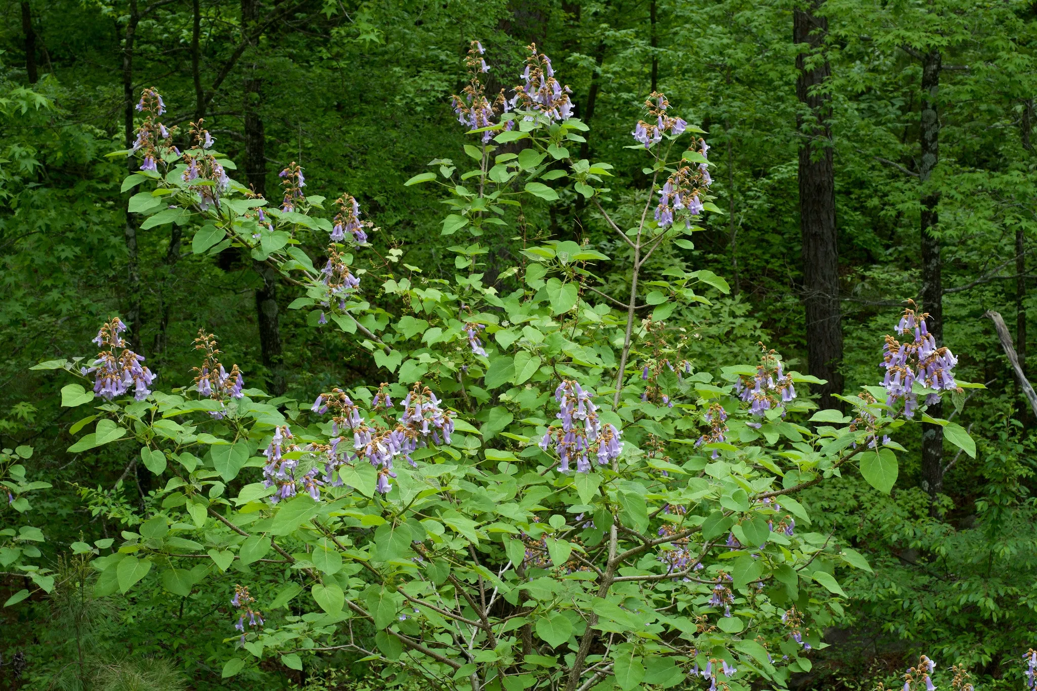 Royal Paulownia Empress Tree Paulownia tomentosa 1000 Seeds  USA Company