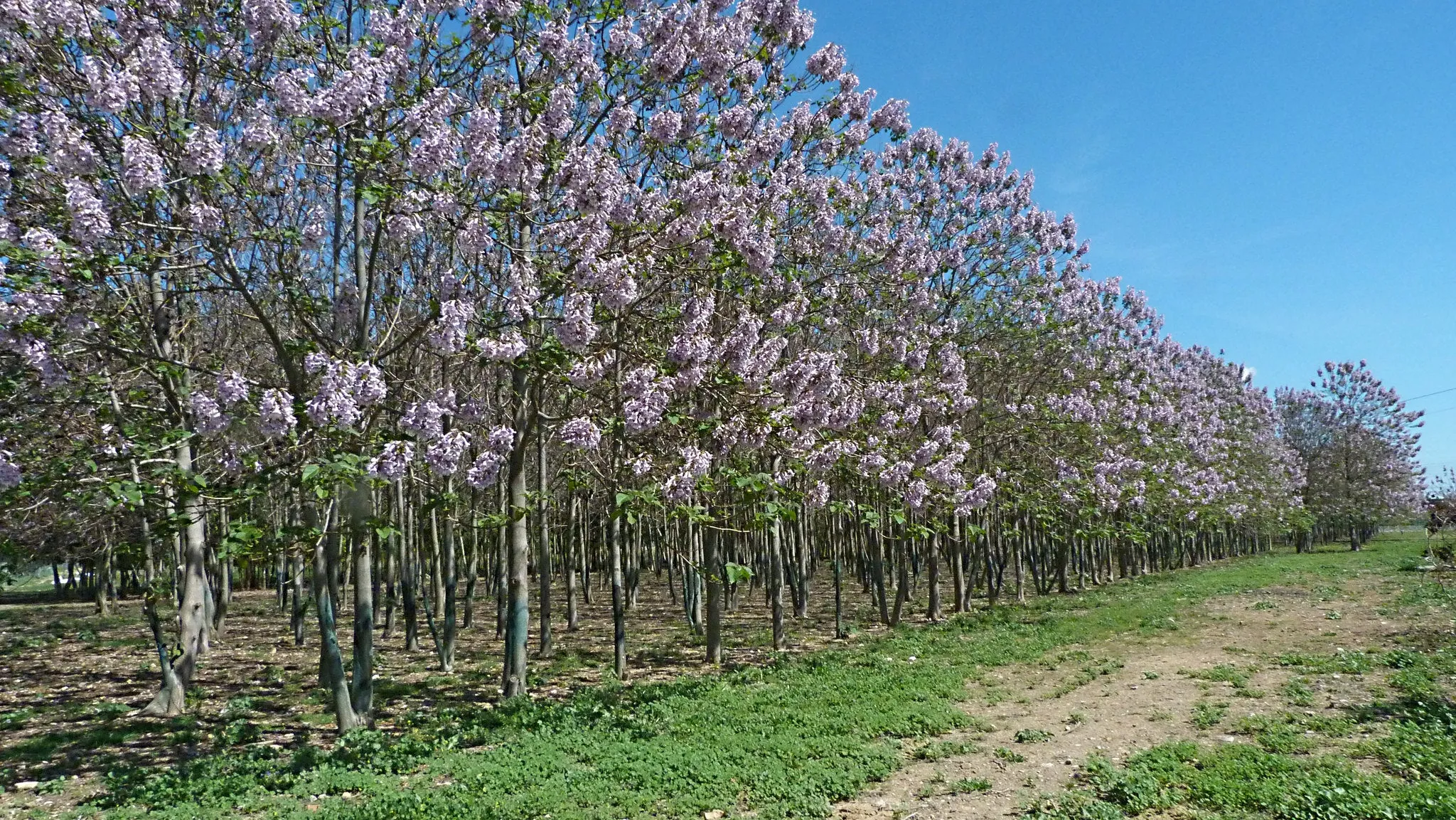 Royal Paulownia Empress Tree Paulownia tomentosa 1000 Seeds  USA Company