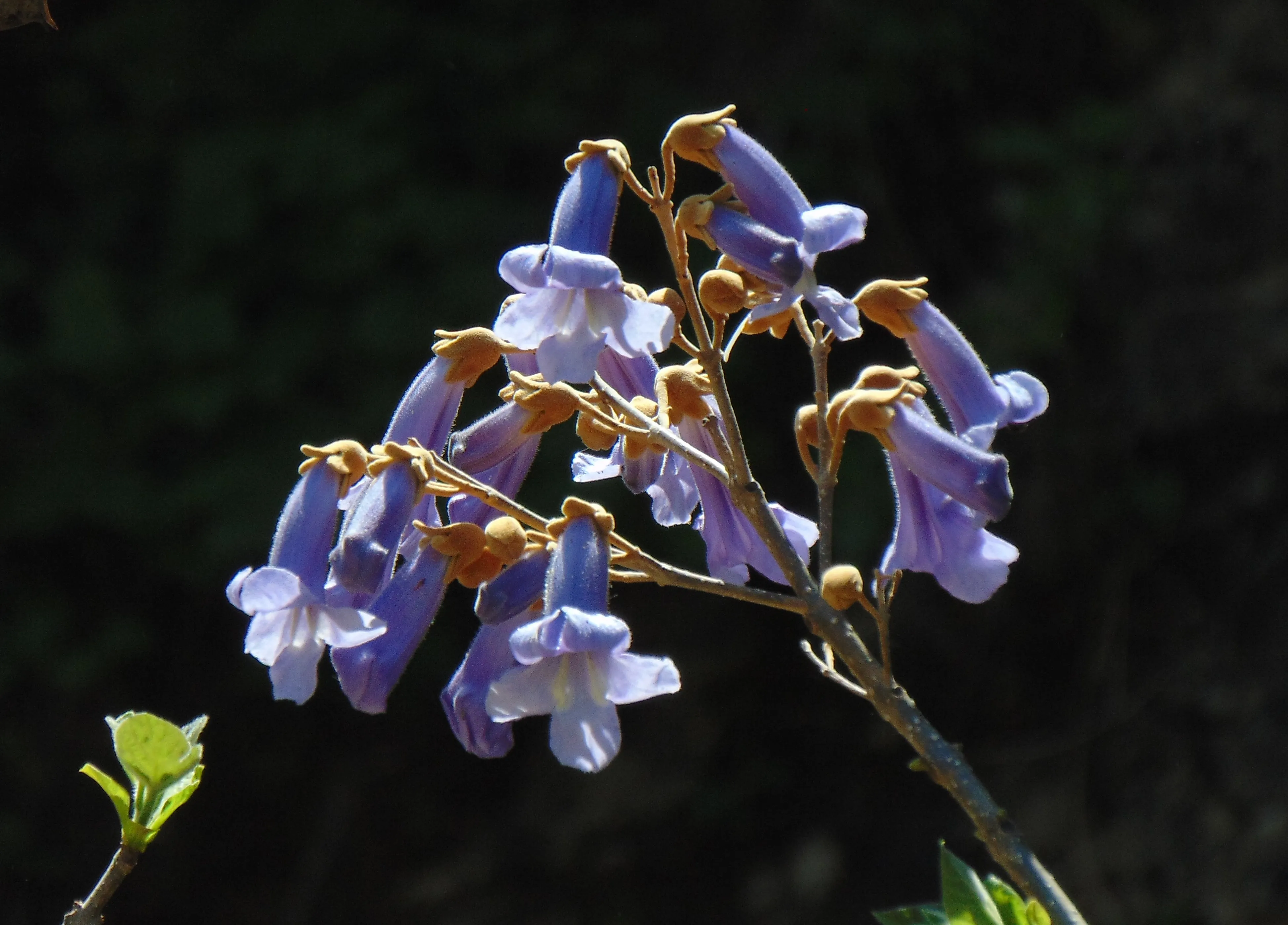 Royal Paulownia Empress Tree Paulownia tomentosa 1000 Seeds  USA Company