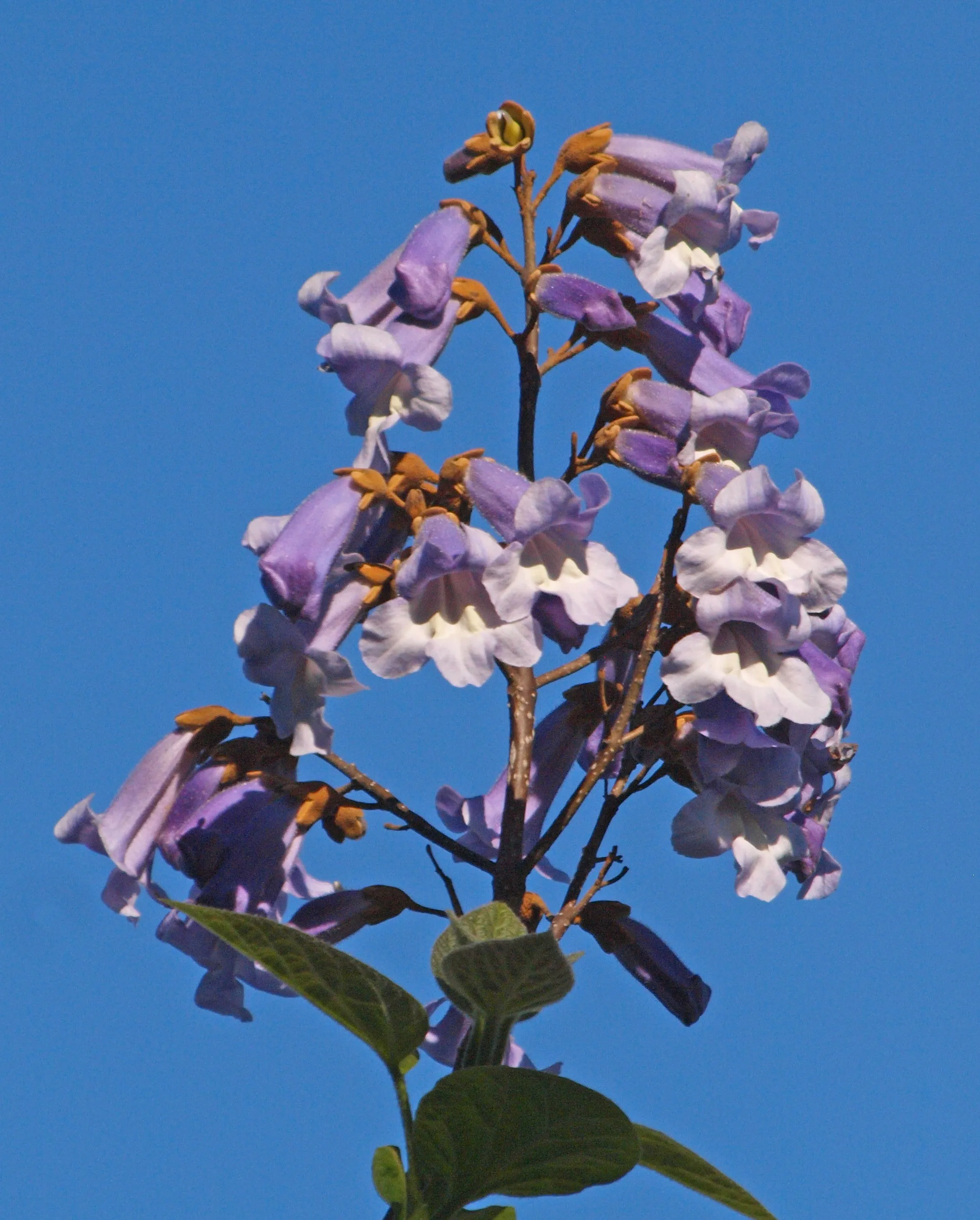 Royal Paulownia Empress Tree Paulownia tomentosa 1000 Seeds  USA Company