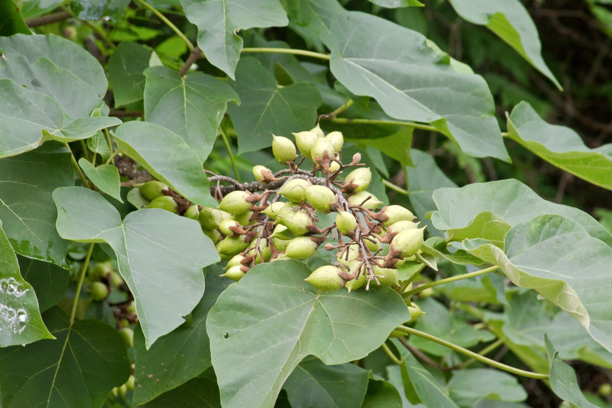 Royal Paulownia Empress Tree Paulownia tomentosa 1000 Seeds  USA Company