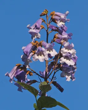 Royal Paulownia Empress Tree Paulownia tomentosa 1000 Seeds  USA Company